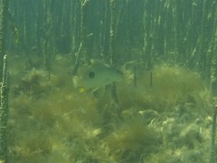 Lutjanus monostigma
