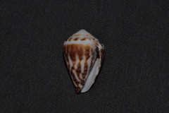 Conus chaldaeus