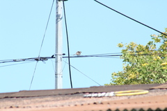 Mimus parvulus parvulus