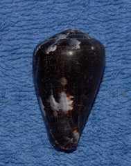 Conus papilliferus