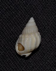 Nassarius nigellus