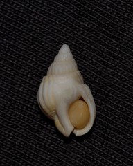 Nassarius nigellus