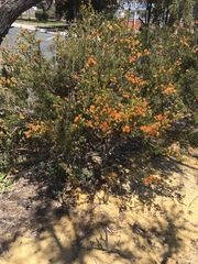 Melaleuca pilosa