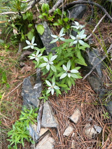 Japanese Edelweiss (Leontopodium japonicum)