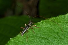 Grammopsoides