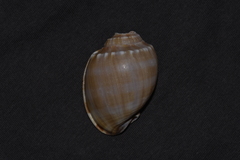 Phalium bandatum