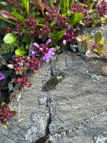 Five-rib thyme (Thymus quinquecostatus)