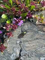 Thymus quinquecostatus, photograph (c) 岸本年郎, some rights reserved (CC BY)