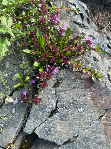 Thymus quinquecostatus, photograph 6