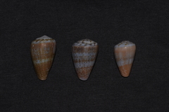 Conus aplustre