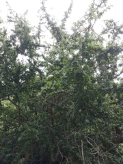 Condalia velutina