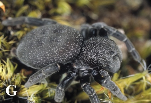 Ladybird Spider