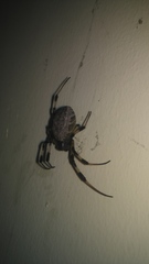 Nephilengys malabarensis