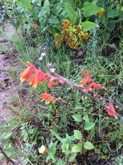 Castilleja tenuifolia