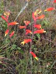 Castilleja tenuifolia