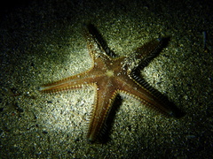 Astropecten spinulosus