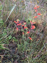 Castilleja tenuifolia
