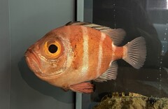 Japanese Bigeye photo 2