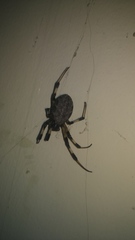 Nephilengys malabarensis