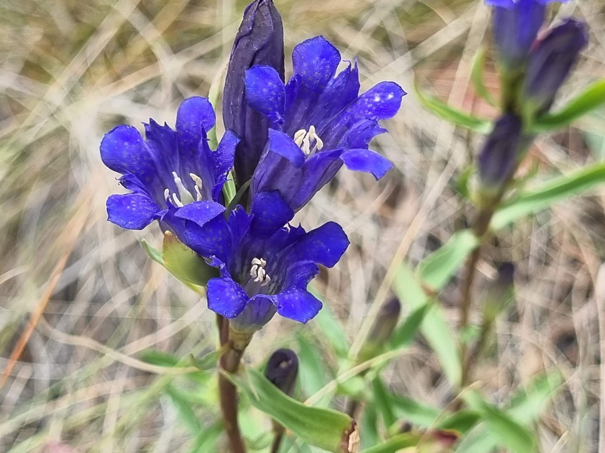 Gentiana affinis