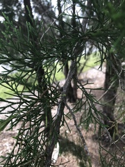 Cupressus × leylandii