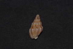 Cominella eburnea