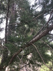 Cupressus × leylandii
