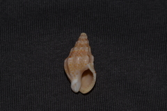 Cominella eburnea