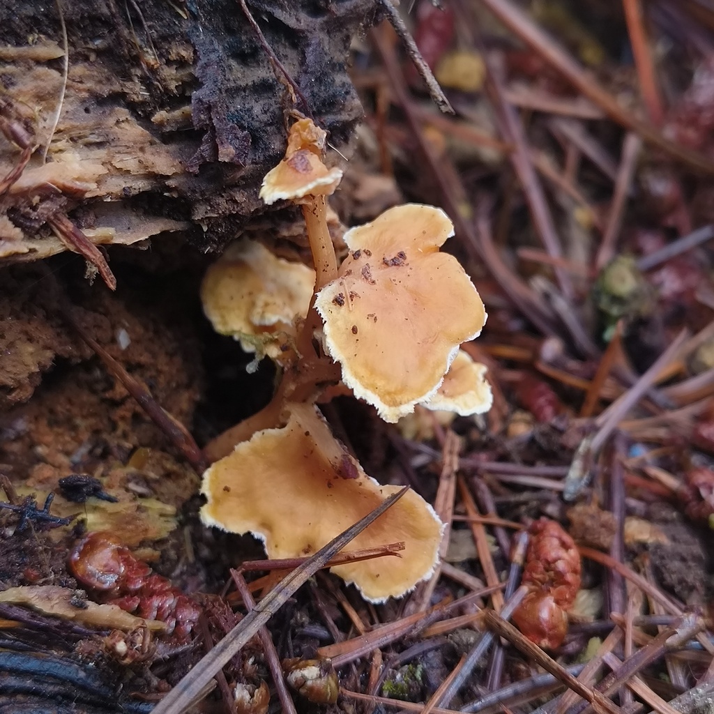 Podoserpula tristis