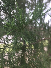Cupressus × leylandii