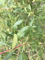 Morella cerifera image