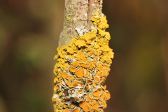 Xanthoriicola physciae