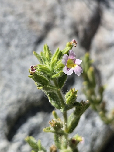 Parish's monkeyflower (Erythranthe parishii)