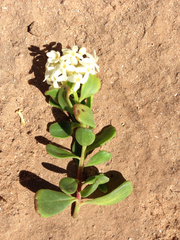 Stackhousia spathulata
