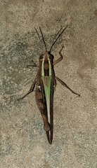 Acrididae