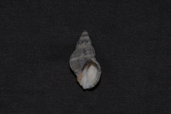 Agnewia tritoniformis