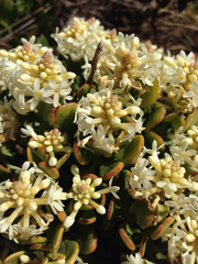 Stackhousia spathulata