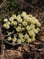 Stackhousia spathulata