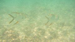 Trachinotus blochii