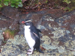 Eudyptes pachyrhynchus