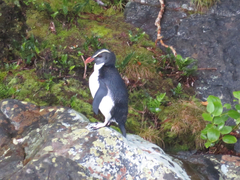 Eudyptes pachyrhynchus