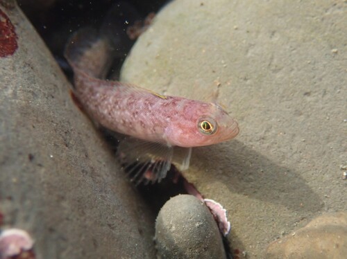 Stripefin ronquil (Rathbunella alleni) — Bathymasteridae — 3