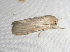 Spodoptera albula