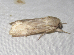 Spodoptera albula