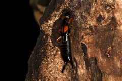 Carcinophora americana