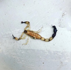 Tityus michelii