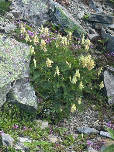 Hedysarum vicioides