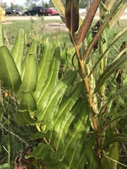 Acrostichum danaeifolium