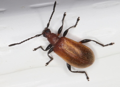Ecnolagria rufescens