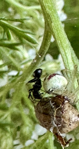 Common candy-striped spider photo 6